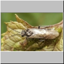 Dolerus sp - Blattwespe 01a.jpg